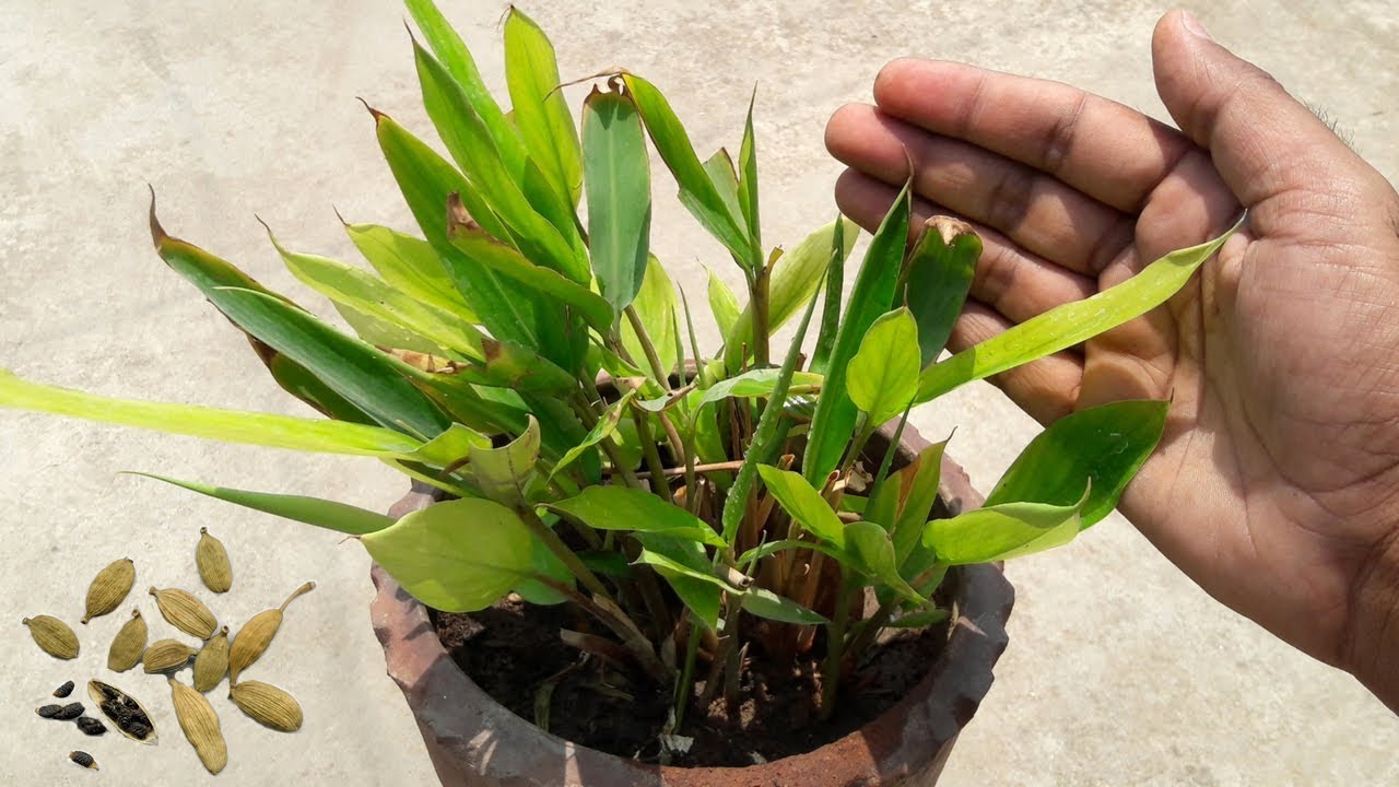 How To Revive A Plant Proflowers How To Revive A Plant Proflowers