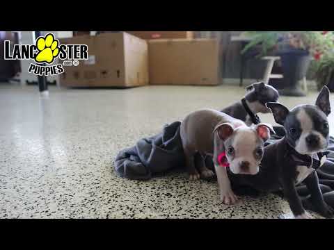 Sweet Boston Terrier Puppies