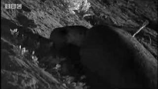 Mother sea turtle lays her eggs - ocean animals - BBC wildlife Mother sea turtle lays her eggs - ocean animals - BBC wildlife