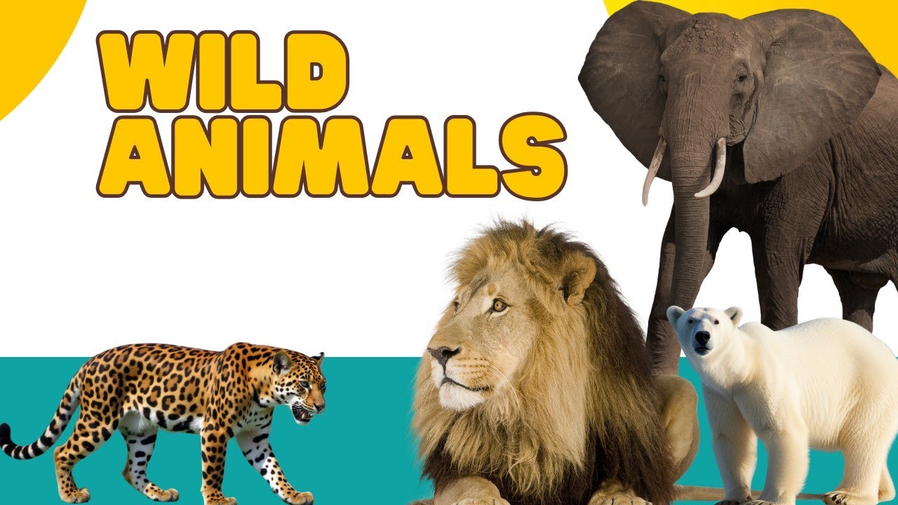 Wild Animals for Kids | Lion, Tiger, Elephant | Animal Names