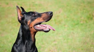 Can Doberman Pinschers be trained to be service dogs for emotional support?