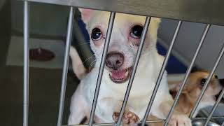 acs A687016