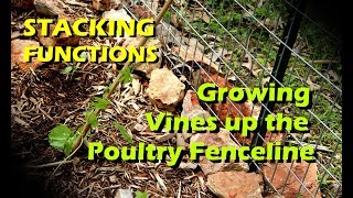 STACKING FUNCTIONS - GROWING VINES UP THE POULTRY FENCELINE