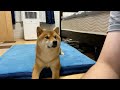 寝るよ!と言ったら寝る準備をする柴犬