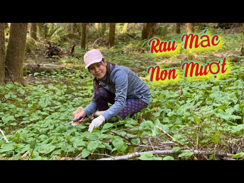 Mùa dịch lên rừng hái rau mác(deerheatGreen)Mỹ nấu canh cua ngon bổ ...