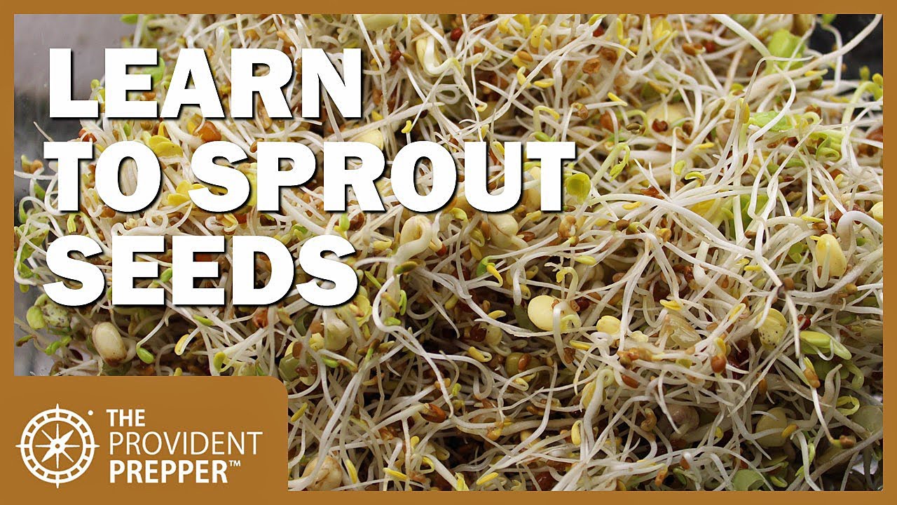 How to Store Seeds to Achieve the Highest Germination Rate and Plant Vigor  - The Provident Prepper