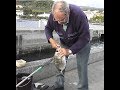 Fishing silver  white seabream  pesca ao sargo   pche de sar     