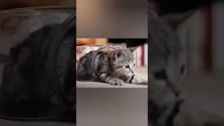 КОТЫ - ЭТО ЖИДКОСТЬ #shorts #share #приколысживотными #коты #котики #funnyvideo #cat #catvideos