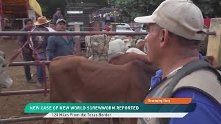 New Detection of New World Screwworm Reported in Mexico