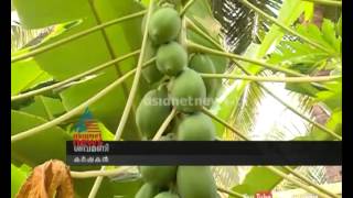 success story of papaya cultivation  Sivamani from palakkad : chuttuvattom News