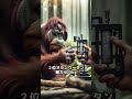 世界最強の握力をもつ動物ベスト５　#動物 #雑学 #ゴリラ　#shorts