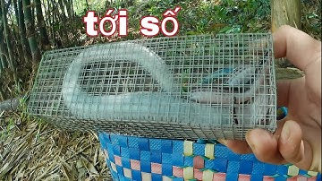 Cách đặt rắn mối nhiều con trong một lòng,,kể cả rắn hổ hành @vuheo