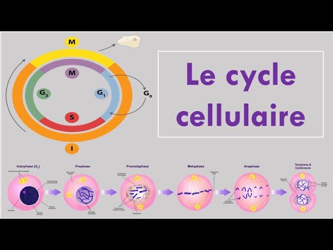 Vidéo: Que devient le temps nécessaire au cycle cellulaire ?