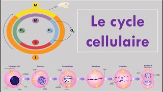 Le Cycle Cellulaire