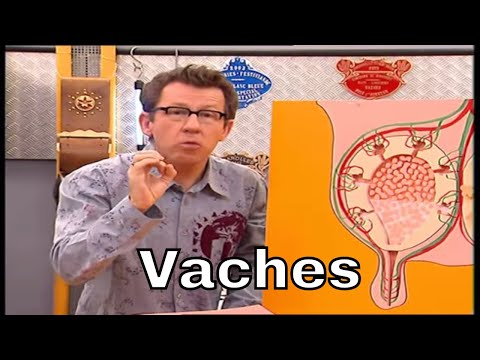 Vidéo: Combien de caca une vache produit-elle ?