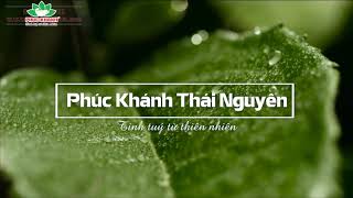 Hương sắc từ đồi chè đến ly trà ngon - Phúc Khánh Tea