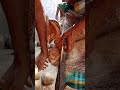 The pure art of coconut peeling