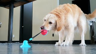 THE SUCTION CUP DOG TOY