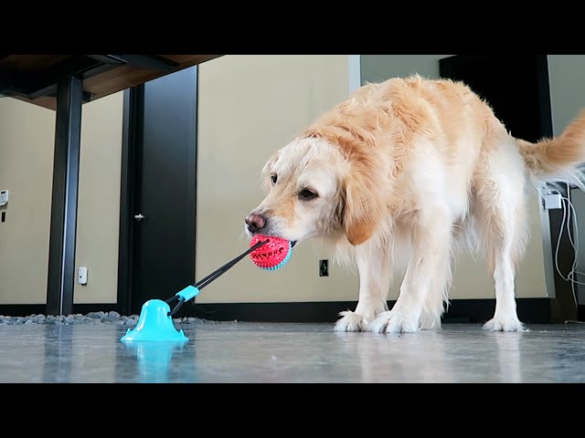 THE SUCTION CUP DOG TOY 