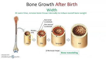 Human Anatomy Chapter 6: Bones and Skeletal Tissues Part 2