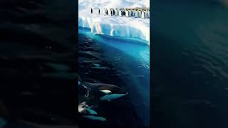 🐧 Life Inside an Antarctic Penguin Breeding Colony ❄️ (Unbelievable Nature)