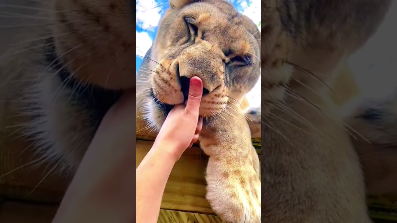 Amazing Bond Ever Seen 