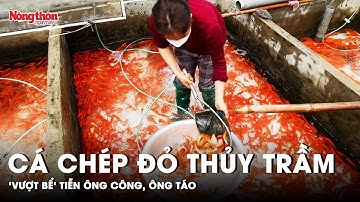 Cá chép đỏ Thủy Trầm rộn ràng "vượt bể" tiễn ông Công, ông Táo | Báo NTNN