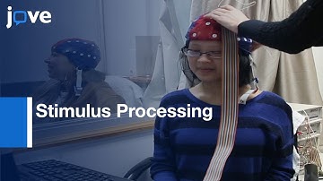 Stimulus Processing on Brain Potentials when Hyperscanning | Protocol Preview