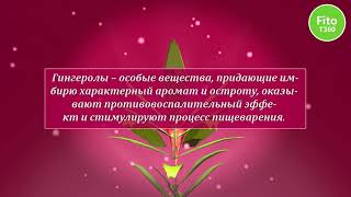 Лечебные свойства имбиря