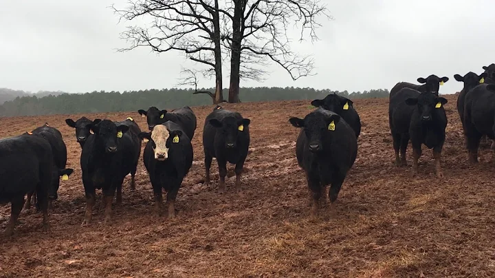 The Cattle Range Listing # 903C809-201