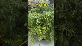 Gợi ý 10 loại cây ăn trái trồng chậu #xuhuong #cayantrai