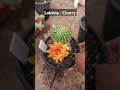 #cactus #gardenflowers #cactusflower #cactuslover #garden