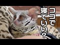 眠たい仕草がまるで人間のような猿 / I'm so sleepy... /Pizzatoru the Bushbaby / ショウガラゴのピザトル