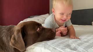 Baby Feels Safe With His Giant Retriever
