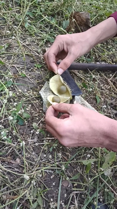 Download lagu Amazing Organic Fruit Cutting #satisfying #organik #asmrsounds #youtubeshorts