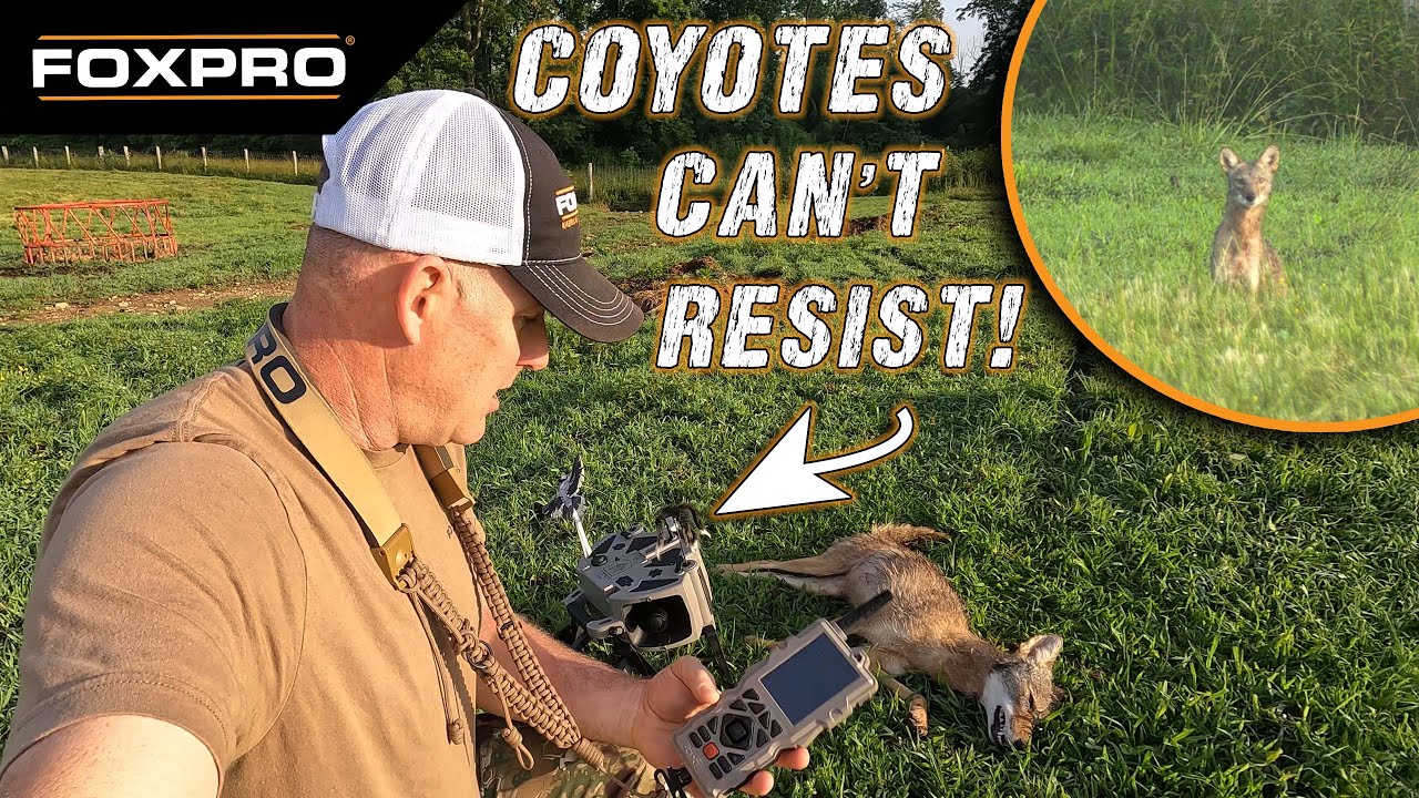 Coyotes Can T Resist The X360 