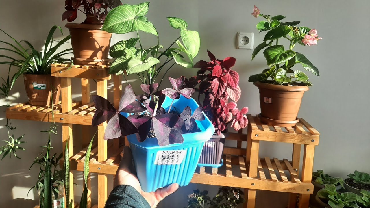 Evdeki Çiçeklerim @arsoyunhobileri959