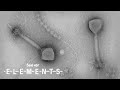 Ocean Viruses Quiz