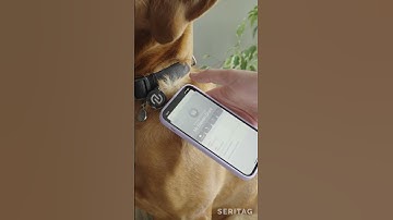 Contactless Dog Tag