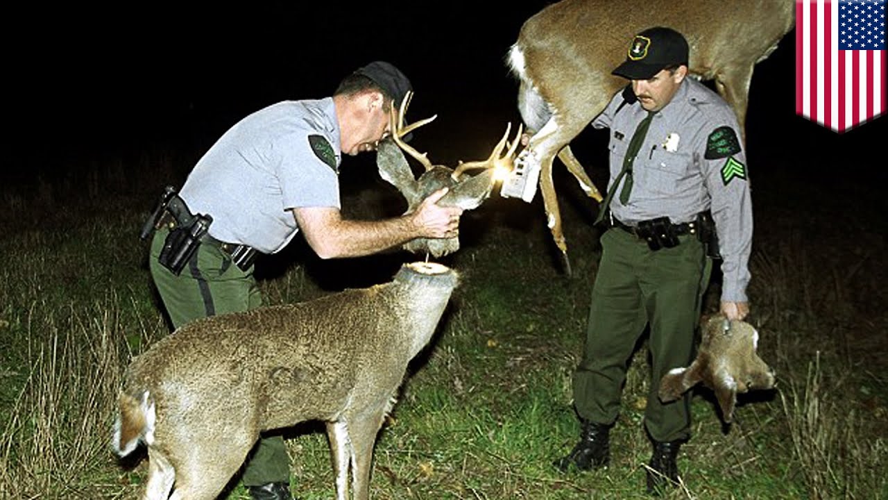 Robo-Deer sting: How robotic deer help US wildlife officials catch illegal TomoNews