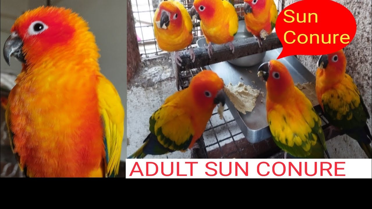 Sun Conure eat egg food YouTube