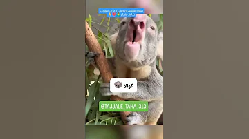 صدای حیوانات مختلف تابحال شنیده بودید 