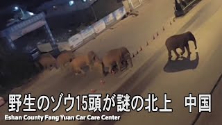 野生のゾウ15頭が謎の北上、都市部まで100キロ以内に到達　中国