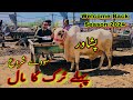 2024 peshawar cow mandi rates update  dont miss out on the latest maweshi mandi deals kala mandi