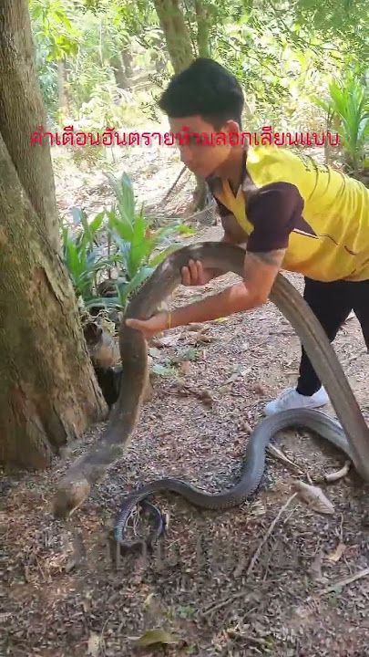 Kingcobra catch in barehands. #venomouscobra #kingcobra #cobrasnake #cobra #kingcobras