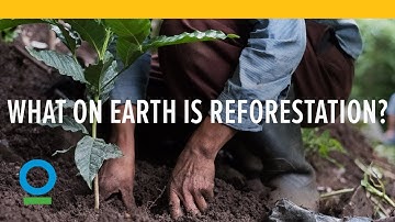 What on Earth is Reforestation?