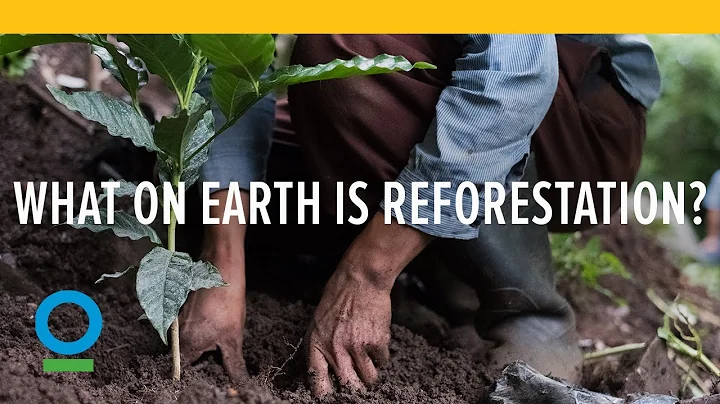 What on Earth is Reforestation?
