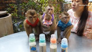 Baby Monkey | Four Little Monkey Sit Quietly And Orderly Waiting Milk From Mommy