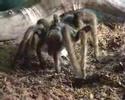 Grammostola Alticeps eating