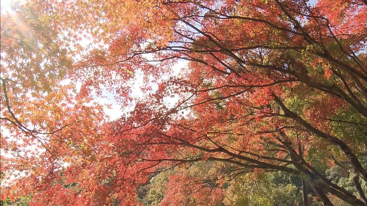 日本三大渓谷美 寒霞渓の紅葉が見頃 3通りの鑑賞法伝授 香川 小豆島 Youtube